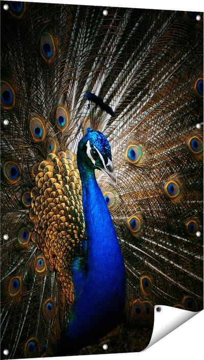 Gards Tuinposter Blauwe Pauw met Grote Veren - 80x120 cm - Tuindoek - Tuindecoratie - Wanddecoratie buiten - Tuinschilderij