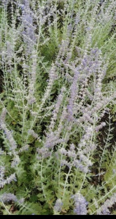 Perovskia atripl. 'Blue Spire' - Blauwspirea, Russische Salie 50- 60 cm in pot