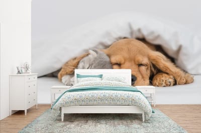 Behang - Fotobehang huisdieren - hond - Kat - Deken - Breedte 435 cm x hoogte 260 cm