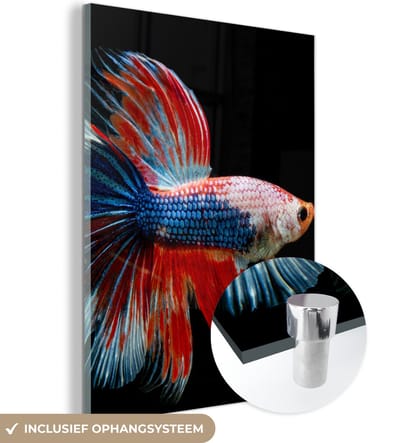 MuchoWow® Glasschilderij 120x160 cm - Schilderij acrylglas - Vis - Zeedier - Staart - Blauw - Foto op glas - Schilderijen