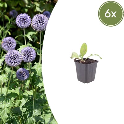 Tuinplantenshop.com | Echinops ritro | 6 stuks - Ø9cm - 10-25cm hoog - Tuinplant