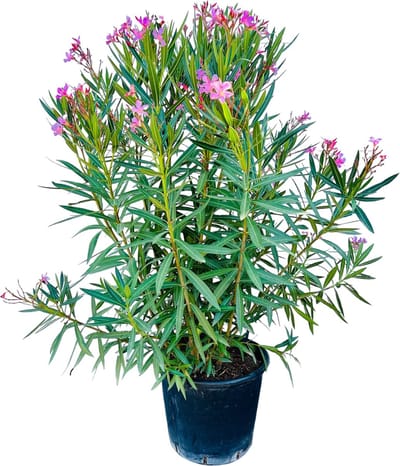 Tropictrees - Nerium Oleander 160-180cm - Oleander Roze - Roze bloemen - Pot ⌀ 27cm - Hoogte 160-180cm