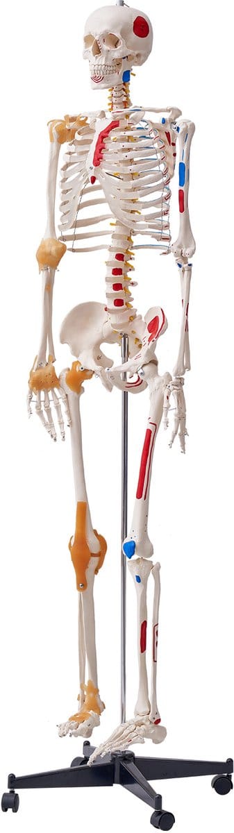 Model van een Menselijk Skelet, 182 x 38.5 x 18 cm, PVC, Robuuste Constructie, Afneembare Onderdelen, Praktische Leerervaring