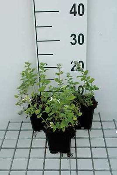 6x Kattekruid - Nepeta racemosa 'Snowflake' | 9x9 cm pot
