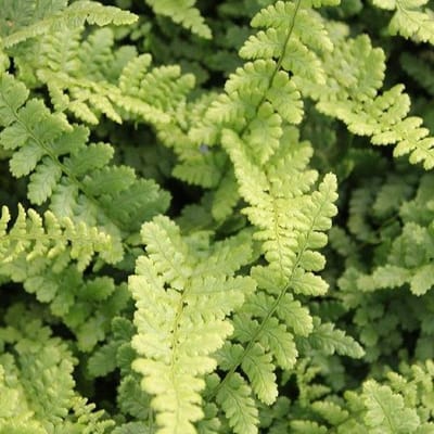 6 x Dryopteris Affinis 'Pinderi' - Goudschubvaren pot 9x9cm, groenblijvend en schaduwtolerant
