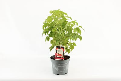 Compacte fruitplant - Rubus idaeus 'Little Sweet Sister'® - Rode Framboos - hoogte 30-40 cm