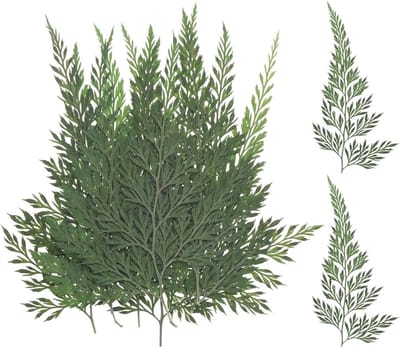 12 Stuks Gedroogde Persbloemen en Bladeren, Natuurlijke Varens voor Bloemstukken, Bruiloften en Huisdecoratie