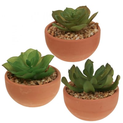 Decoratieve plant Everlands Bloempot Vetplant (9 x 9 x 9 cm)