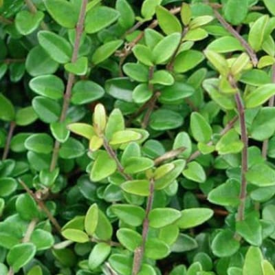 6 x Lonicera Nitida 'Elegant' - Chinese kamperfoelie 15-20 cm pot 9x9cm