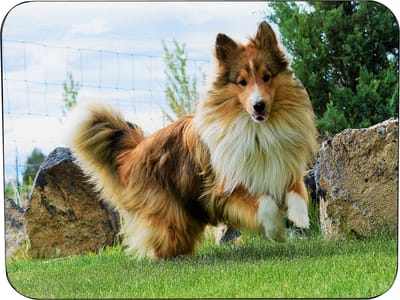 Sheltie Muismat Rubber - Hoge kwaliteit foto van een Sheltie - Muismat gedrukt op polyester - 25 x 19 cm - Antislip muismat - 5mm dik - Muismat met foto - heerlijk voor op kantoor