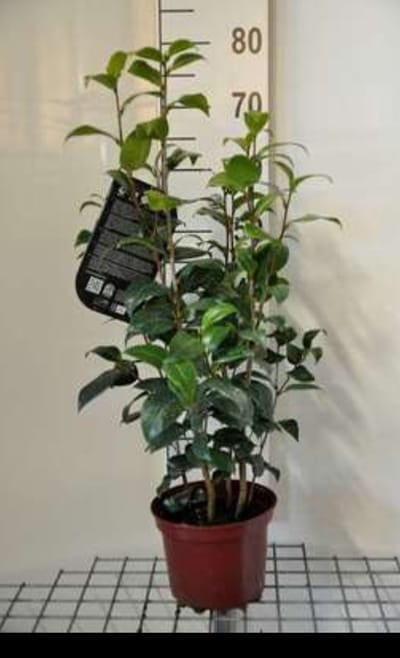 Camellia japonica wit-blanc - Camellia japonica wit-blanc 50- 60 cm in pot