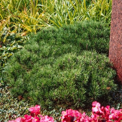 Plants Online BV - Planten - Haagplanten - Coniferen - Tuinplanten - Sier coniferen - Set van 1 - Bergden