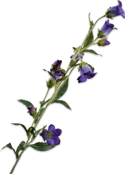 Silk-ka Kunstbloem-Zijden Bloemen Campanula Tak Paars-Blauw 88 cm