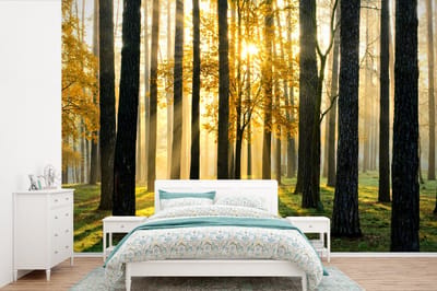Behang - Fotobehang Bos - Zon - Bomen - Gras - Landschap - Natuur - Breedte 420 cm x hoogte 280 cm