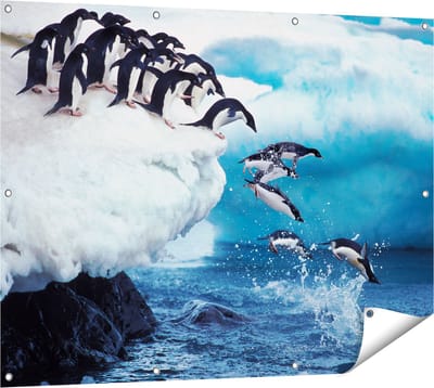 Gards Tuinposter Kudde Pingu�ns Springen vanaf een Rots - 120x90 cm - Tuindoek - Tuindecoratie - Wanddecoratie buiten - Tuinschilderij