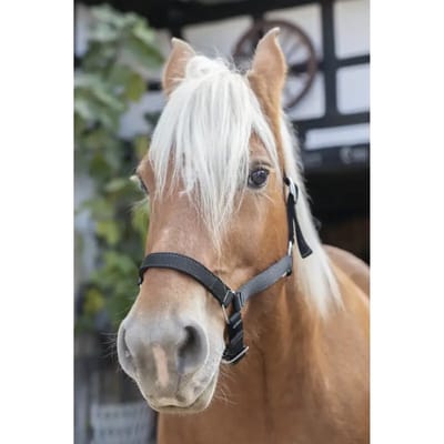 Trekpaard halster Norton