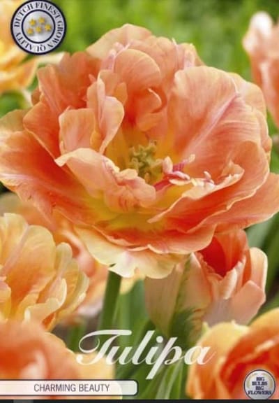 Dutch Finest Quality bloembollen - Tulpen Tulp Double Late Charming Beauty x7 12/+s
