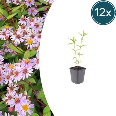 Tuinplantenshop.com | Kalimeris incisa 'Blue Star' | 12 stuks - Ø9cm - 10-25cm hoog - Tuinplant
