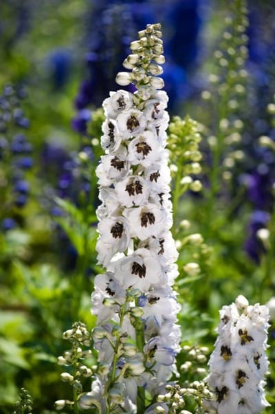 Plants Online - Tuinplanten - Vaste planten - Set van 1 - Delphinium 'Magic Fountains White' - 2 liter pot - Plant
