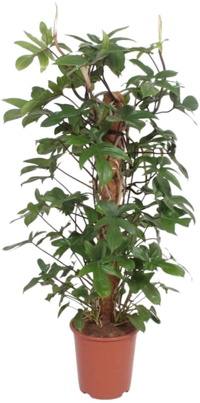 Philodendron Pedatum - ca. 130cm hoge onderhoudsarme plant - Ø27cm