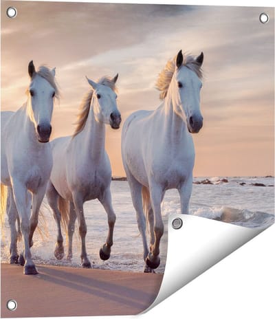 Gards Tuinposter Witte Paarden op het Strand bij Water - 50x50 cm - Tuindoek - Tuindecoratie - Wanddecoratie buiten - Tuinschilderij