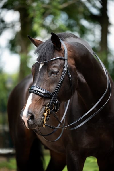 Hb Stang En Trens Hb Showtime Special For You Zwart-blauw