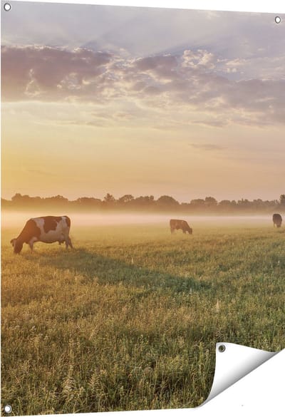 Gards Tuinposter Koeien in de Wei tijdens Zonsopkomst - 80x100 cm - Tuindoek - Tuindecoratie - Wanddecoratie buiten - Tuinschilderij