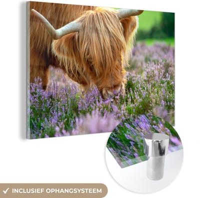 MuchoWow® Glasschilderij 150x100 cm - Schilderij acrylglas - Schotse Hooglander - Gras - Heide - Dieren - Foto op glas - Schilderijen