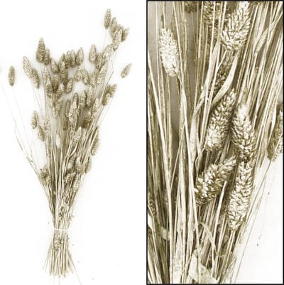 Cozy Ibiza-Phalaris -droogbloem- platinum kleur