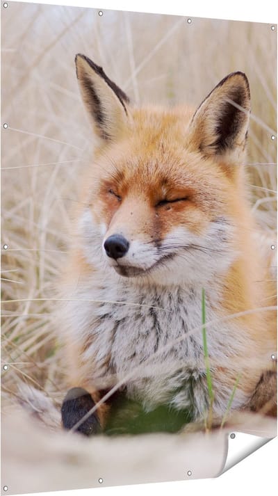 Gards Tuinposter Vos in de Duinen - 120x180 cm - Tuindoek - Tuindecoratie - Wanddecoratie buiten - Tuinschilderij
