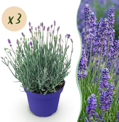 Green boutiQ - Tuinplant - Lavandula angustifolia Hidcote - Lavendel - Winterhard - Paars - 3 Planten - Pot 12cm - Hoogte 15-25cm