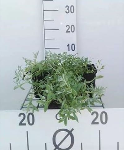 6x Hoornbloem - Cerastium tomentosum | 9x9 cm pot