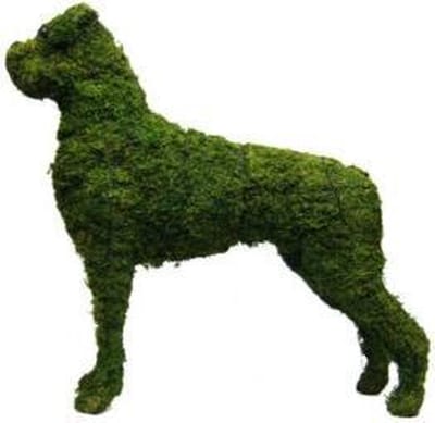 Hond Boxer - Mos