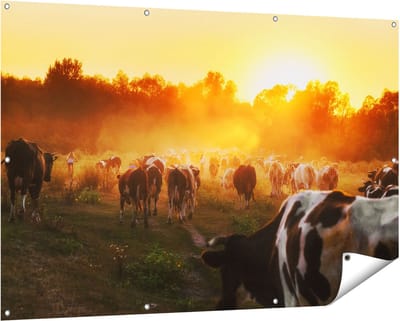 Gards Tuinposter Kudde Koeien in Weiland bij Zonsondergang - 150x100 cm - Tuindoek - Tuindecoratie - Wanddecoratie buiten - Tuinschilderij