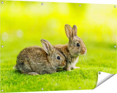 Gards Tuinposter Twee Konijnen op het Groene Gras - 120x80 cm - Tuindoek - Tuindecoratie - Wanddecoratie buiten - Tuinschilderij