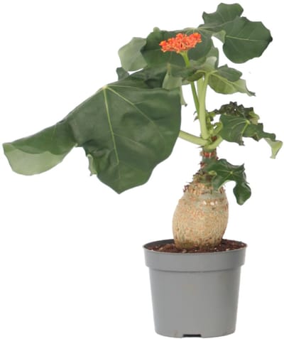 Plant in a Box - Koraalplant - Jatropha podagrica - Hoogte 25-45cm - ⌀13cm