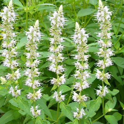 6 x Agastache Rugosa 'Albaster' - Anijsplant pot 9x9cm