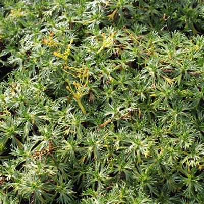 6 x Azorella Trifurcata - Azorelle pot 9x9cm - Kussenvormende bodembedekker