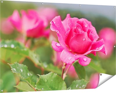 Gards Tuinposter Roze Roos met Waterdruppels - 150x100 cm - Tuindoek - Tuindecoratie - Wanddecoratie buiten - Tuinschilderij