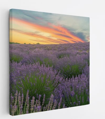 Saammp Canvas Schilderij - Lavendel planten - Bloemen - Landschap - Natuur - 20x20 - Foto op canvas - Wanddecoratie - Muurdecoratie Woonkamer - Slaapkamer decoratie - Canvas Print