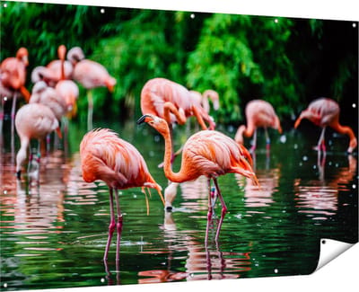 Gards Tuinposter Kudde Flamingo's in de Jungle in het Water - 180x120 cm - Tuindoek - Tuindecoratie - Wanddecoratie buiten - Tuinschilderij