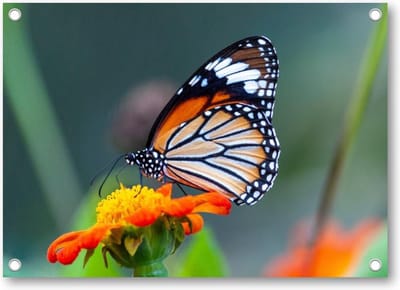 Close-up shot van een prachtige vlinder op een bloem met oranje bloemblaadjes - Tuinposter 70x50 - Wanddecoratie -