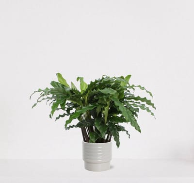 Calathea Blue Grass in luxe sierpot Naemi Offwhite – luchtzuiverende kamerplant – pauwenplant – living plant - 35-45cm - Ø13 – geleverd met plantenpot – vers uit de kwekerij
