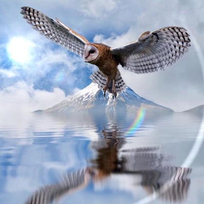 5D bricolage strass broderie peinture réflexions hibou animaux diamant broderie adultes Arts muraux 30x30CM gray
