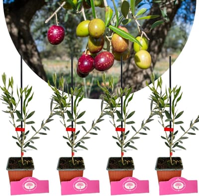 Set van 4 Picual Olijven - Olea europaea 'Picual' - 9cm pot