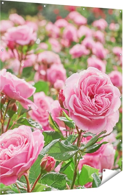 Gards Tuinposter Roze Rozen Bloemenveld - 120x160 cm - Tuindoek - Tuindecoratie - Wanddecoratie buiten - Tuinschilderij