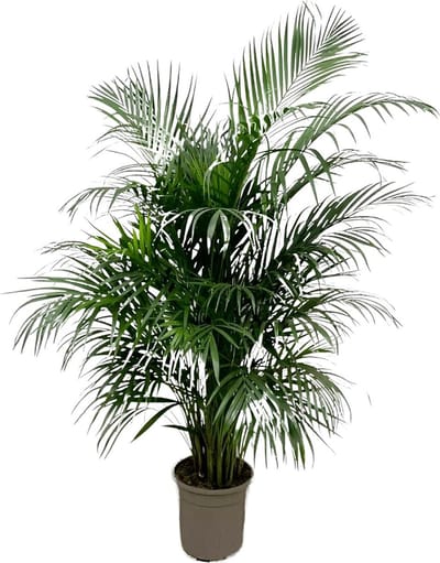 Plantenboetiek.nl | Dypsis Lutescens (Areca palm) - Ø21-24cm - 125-140cm hoog - Kamerplant - Groenblijvend
