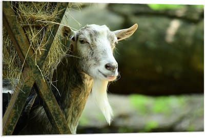 Forex - Witte Geit met Hooi - 90x60cm Foto op Forex