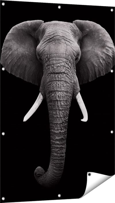 Gards Tuinposter Olifantenkop - Olifant - Zwart Wit - 80x120 cm - Tuindoek - Tuindecoratie - Wanddecoratie buiten - Tuinschilderij