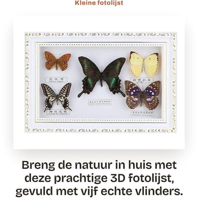 Dailygoods - Kleine fotolijst - 3D fotolijst - Echte vlinders - 19,5 x 29,5 cm - Insectenproef - Uniek cadeau - Voor vrienden en collega's